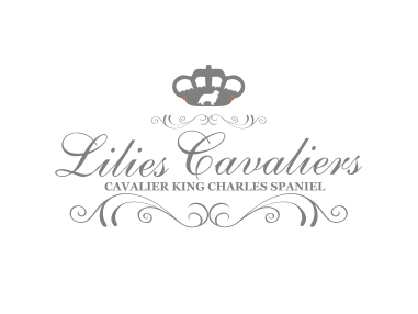 Lilies Cavaliers